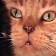 Jonesthecatfish