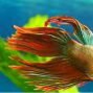 XFiSh_CichildX