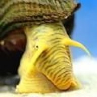 rabbitsnails