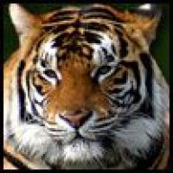 burpingtiger