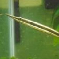 onelastfeeder
