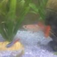 golden cobra guppy