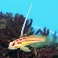 Corydoralover