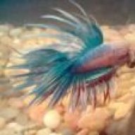 Platy lover