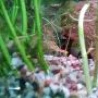 Sask Aquarist