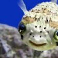 Timothtoad