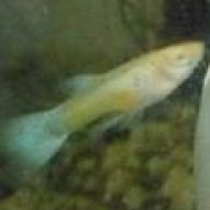 winkle