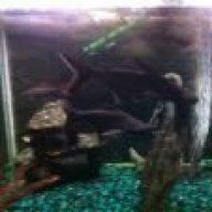 CysticCrab