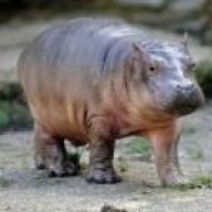 little hippo