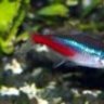 neon tetra