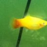 StellaThePlaty