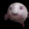 Blobfish