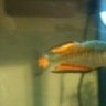 krusetanks