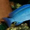 SamsFishaquatic
