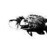 TheFishCellar