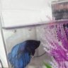 Admiral4fish