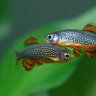 Connie's fish