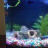 VelvetBetta