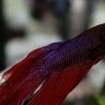 Bettas&Loaches