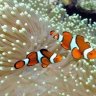 PrettyLittleFishies