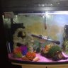 Guppymammy