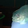 The Lumpfish Guy