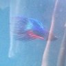 Apollo the betta