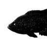 SalmonAfrica