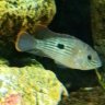 Jean cichlid lover