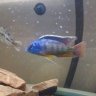 RedEmpressCichlid