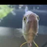 SpitFish