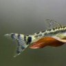 Otocinclus dude