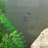 Something Smells Fishy