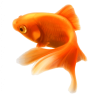 aquariumclub