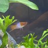 A Fish Named Sue