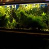 AnOldTank