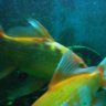Southern fishes