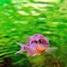 Meeki Cichlid