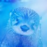 otterblue