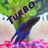 TurboTheBetta
