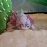 STARBURSTTHEAXOLOTL