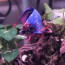 BleuTheBetta