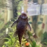 FishFriend0
