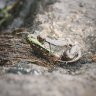 Frogglecam