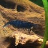 ShrimplyKay
