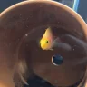 justanotherbloodparrot