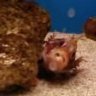 hello_fred