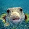 Plecs&Puffers