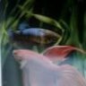 twdafishguy