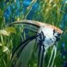 The Big Fish